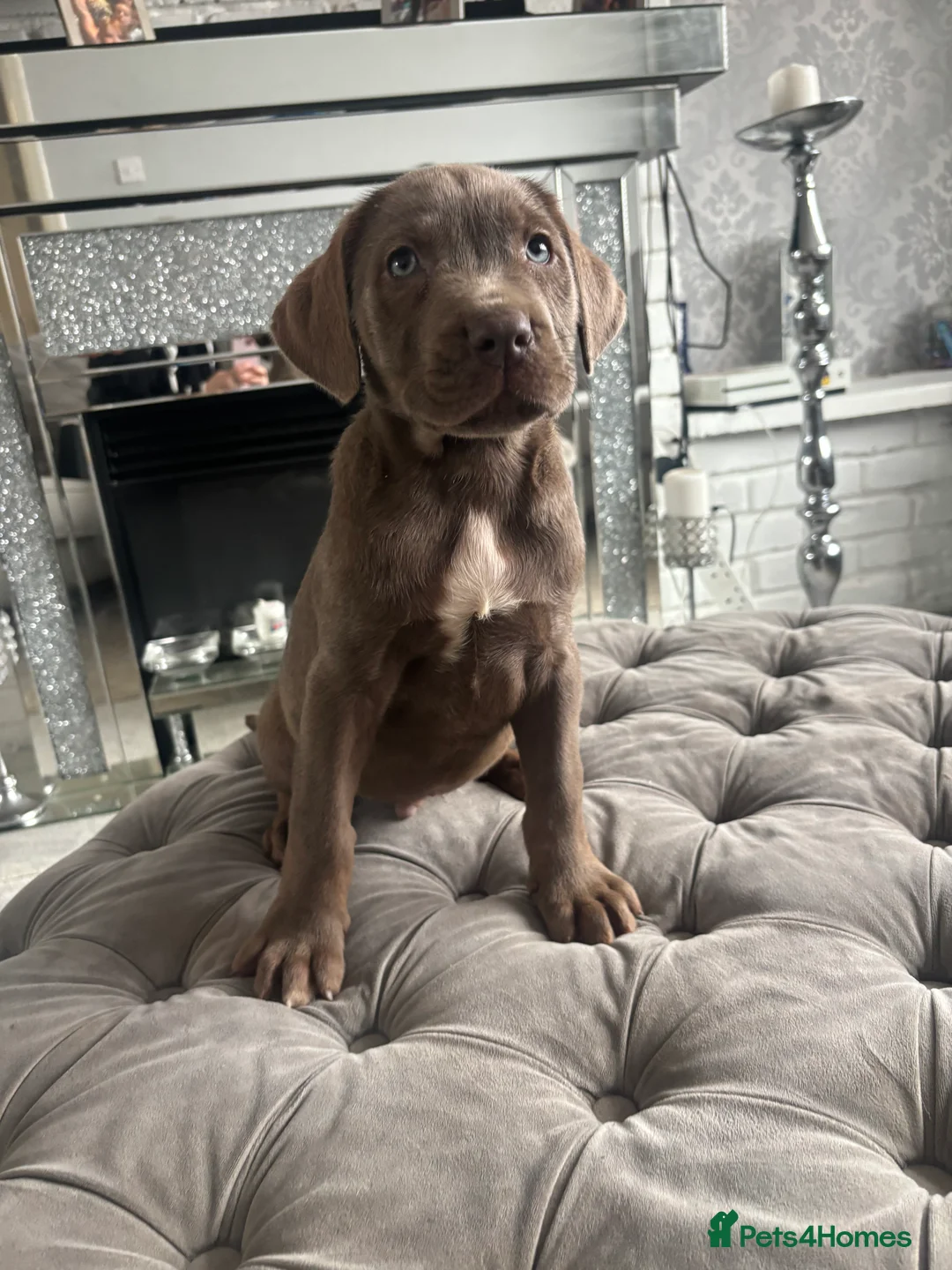 Neapolitan Mastiff dogs for sale: Neapolitan mastiff champion bloodline - Advert 14
