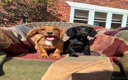 Cocker Spaniel dogs for sale: Beautiful Cocker Spaniel Puppies 🖤🧡 - Image 14