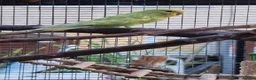 Budgerigars birds for sale: 1 male 1 female budgie £30 each  - Advert 7