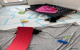 Bernese Mountain Dog dogs for sale: KC Reg Bernese Mountain Dog Puppies - Image 16