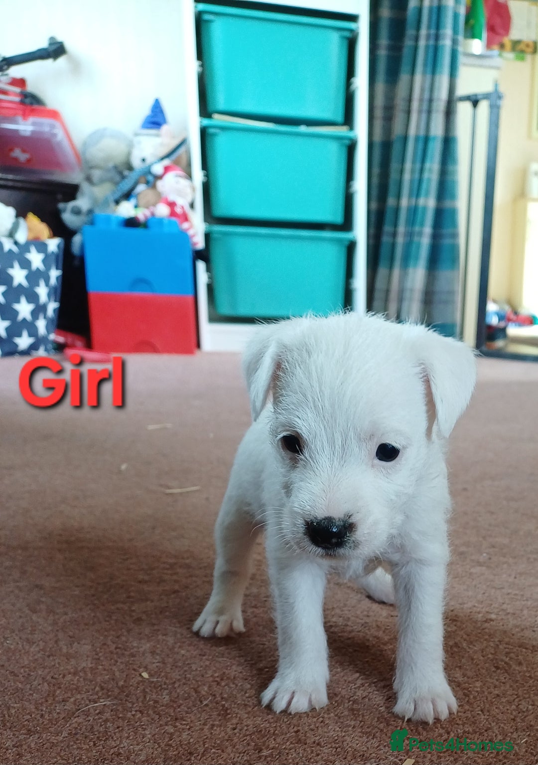 Parson Russell dogs for sale: **Parson Russell Terriers** - Image 6