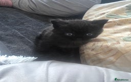 Persian cats for sale: 2 Persian boys. Colour is mixed dark grey/black - Image 11