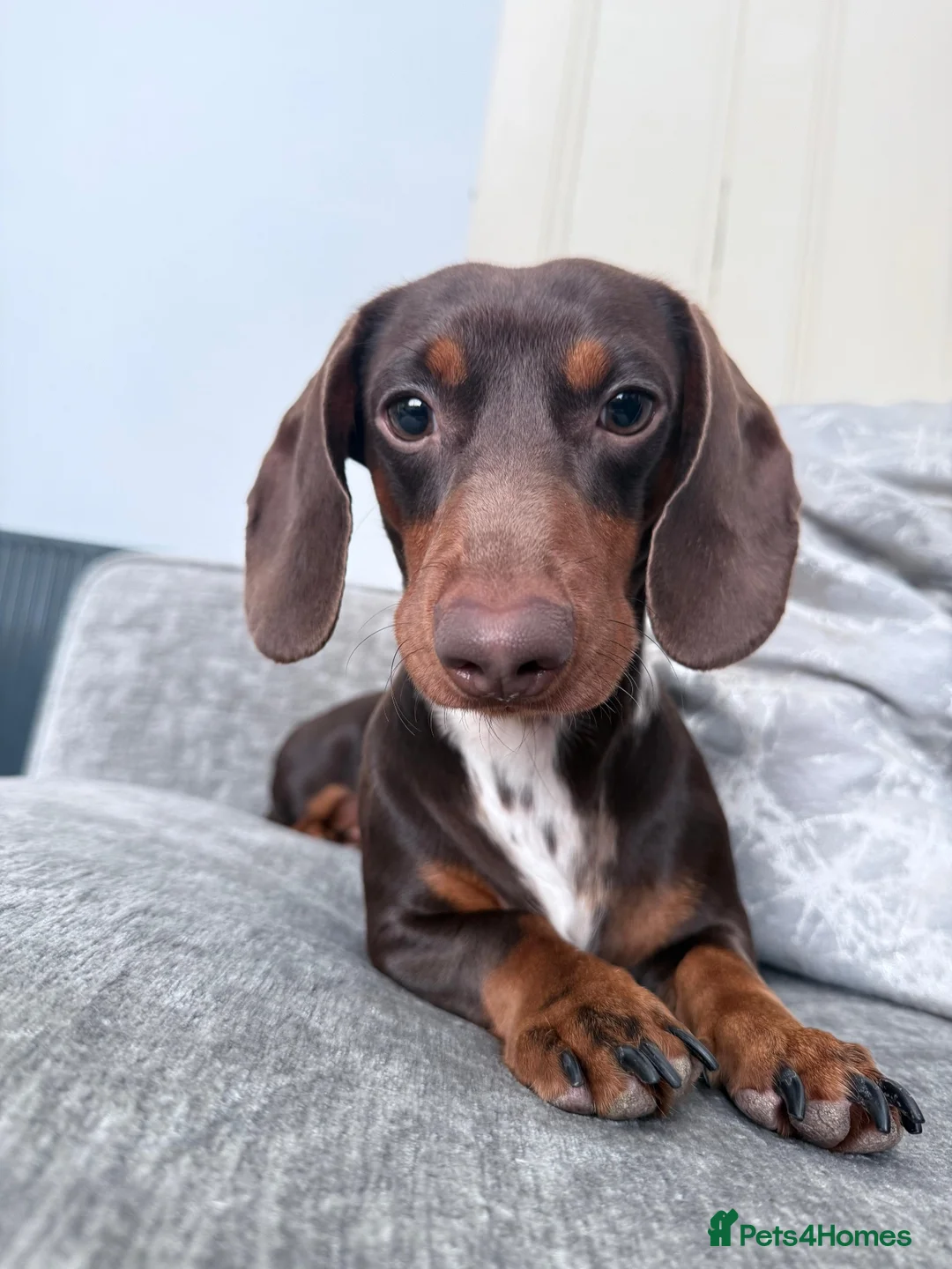 Miniature Dachshund dogs for stud: Miniature Dachshund Stud in Hartlepool - Advert 2