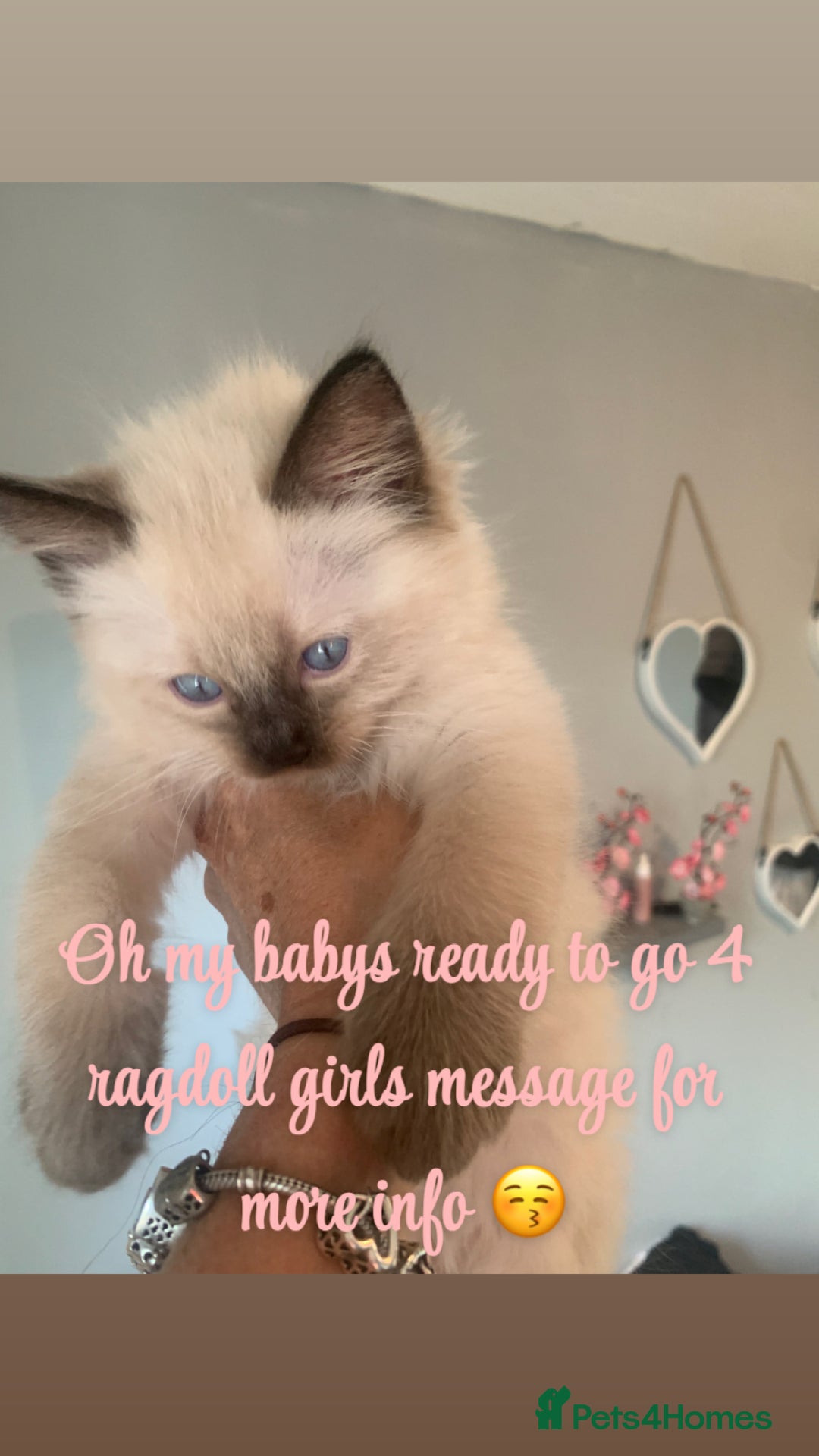 Ragdoll cats for sale: 3 fluff balls left  - Image 11