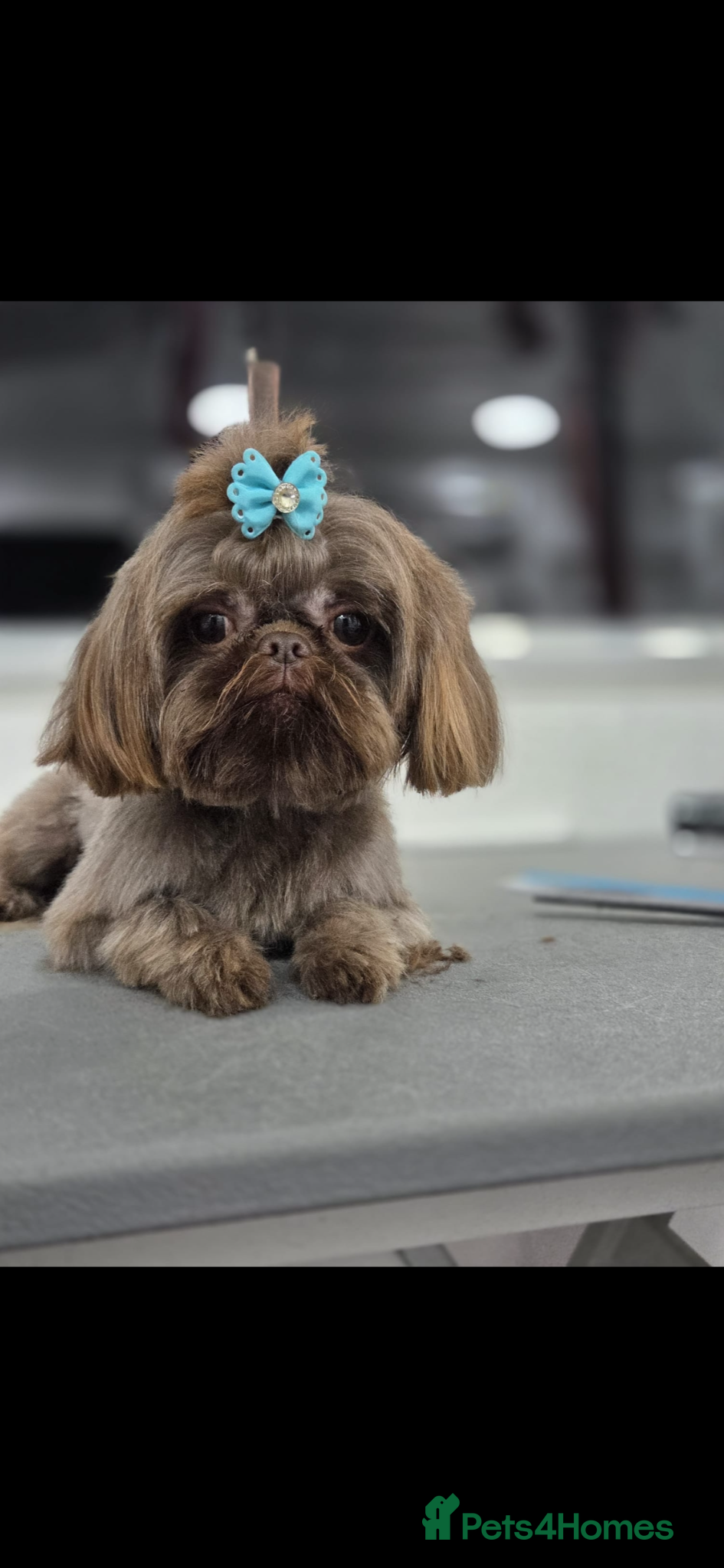 Shih Tzu dogs for stud: Stunning imperial chocolate shih Tzu - Advert 1