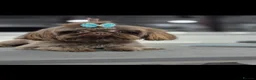 Shih Tzu dogs for stud: Stunning imperial chocolate shih Tzu - Advert 1