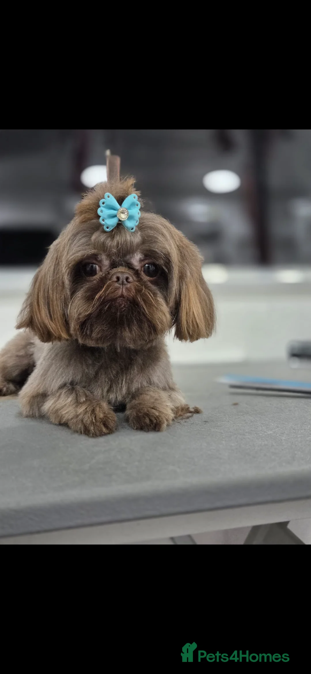 Shih Tzu dogs for stud: Stunning imperial chocolate shih Tzu - Advert 1
