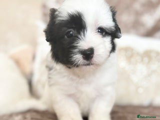 Coton De Tulear dogs Coton de Tulear puppies - Advert 2