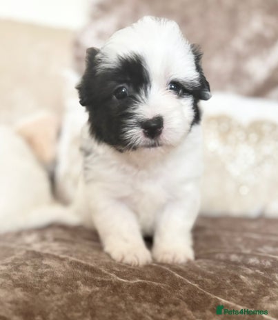 Coton De Tulear dogs - Advert 4