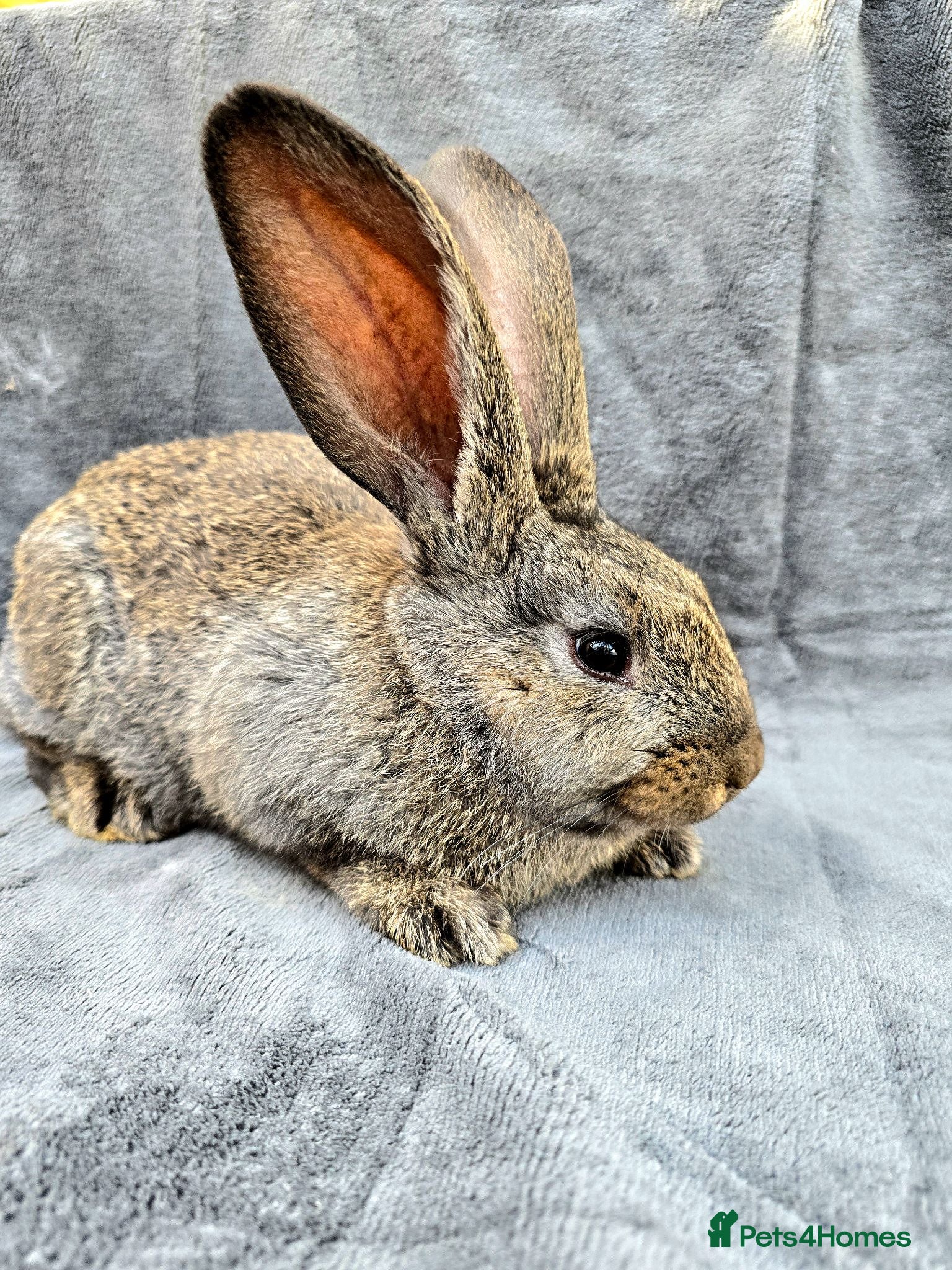 Continental Giant rabbits Stunning pure continental giants  - Advert 1