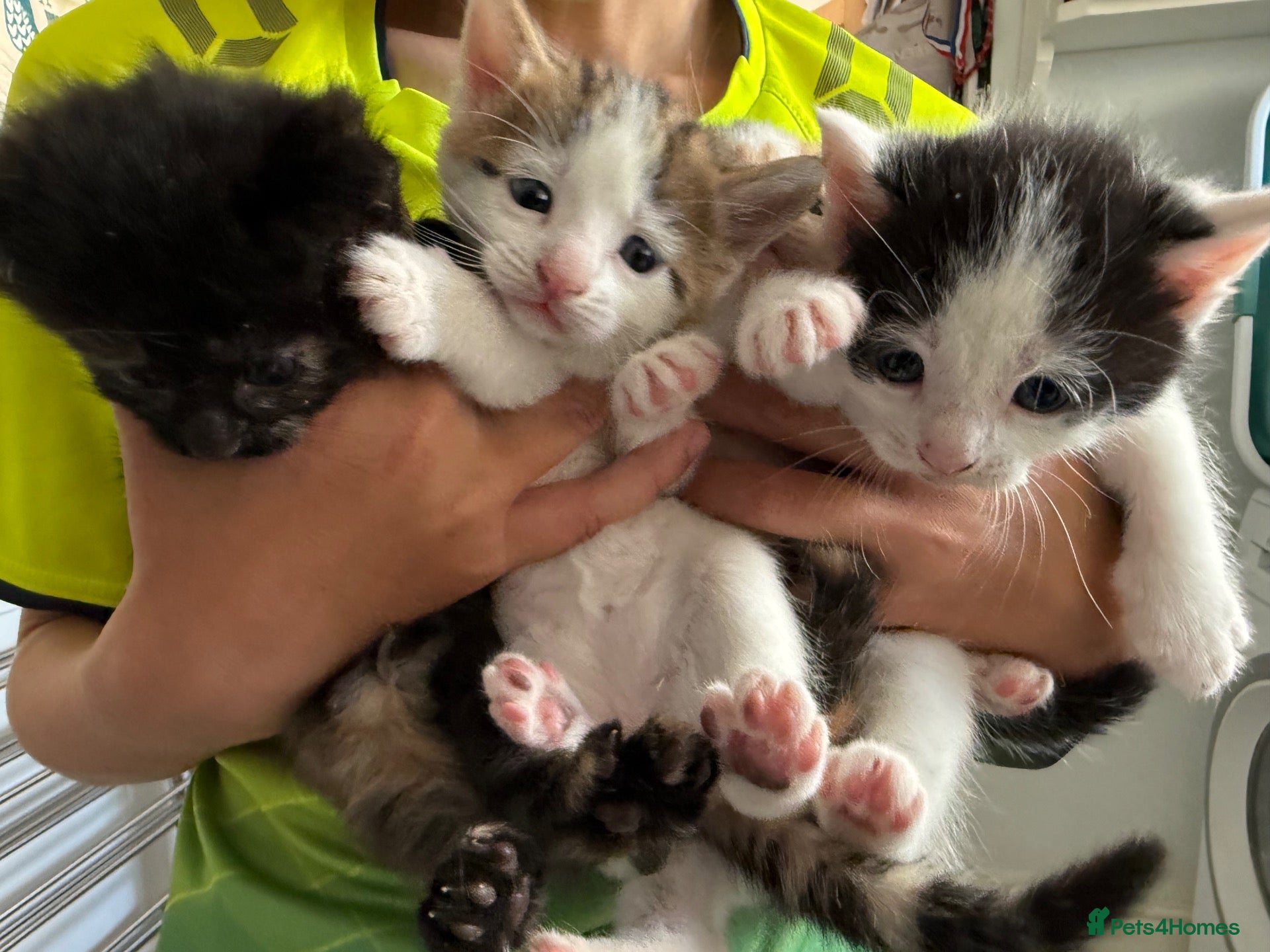 Mixed Breed cats Adorable Kittens Available to a Loving Home - Advert 1