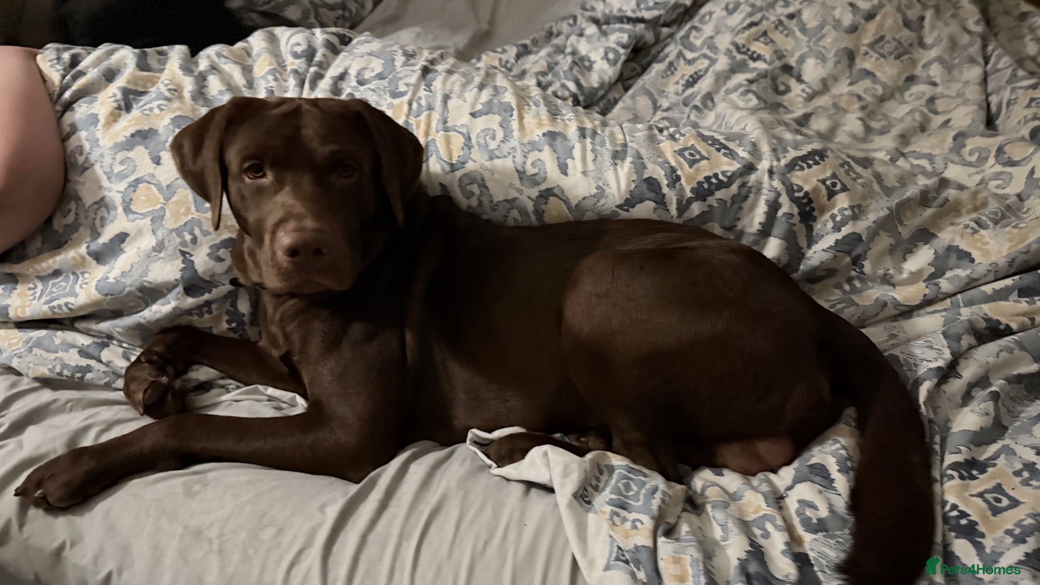Labrador Retriever dogs Gorgeous Male Labrador - Advert 4