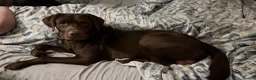 Labrador Retriever dogs for sale: Gorgeous Male Labrador in Bordon - Advert 1