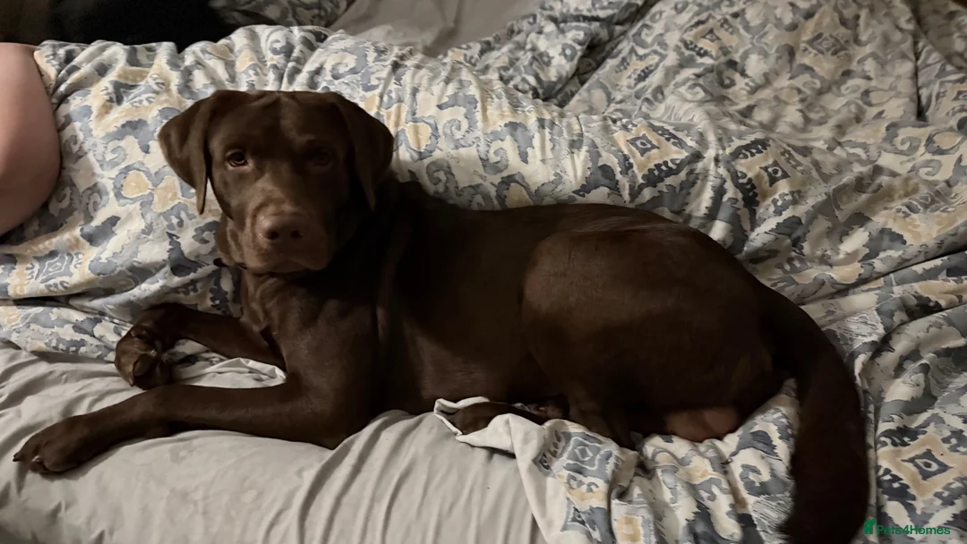 Labrador Retriever dogs for sale: Gorgeous Male Labrador in Bordon - Advert 1