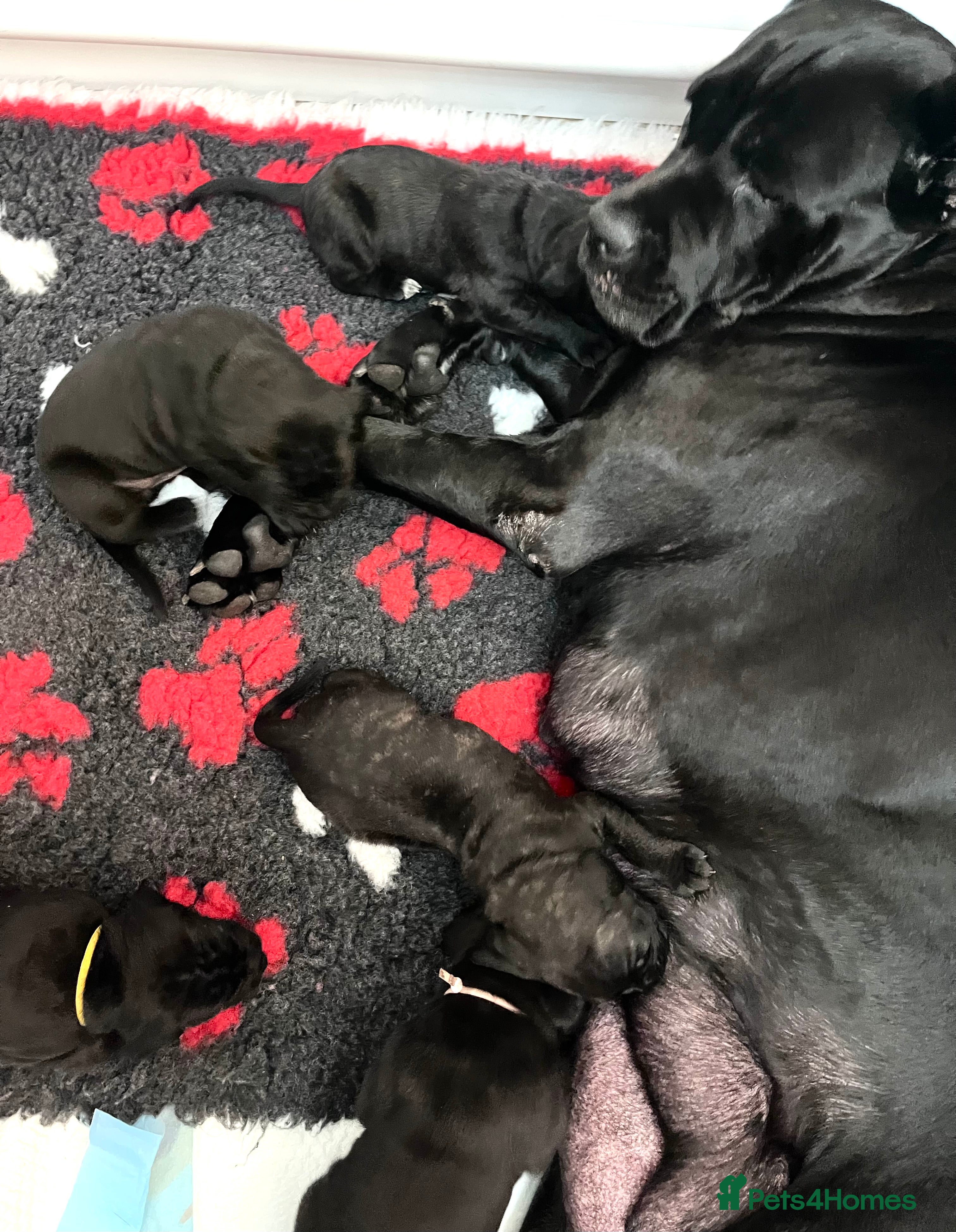 Cane Corso dogs Cane Corso Puppies Full pedigree  - Advert 3