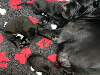 Cane Corso dogs Cane Corso Puppies Full pedigree - Advert 3
