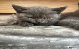 British Shorthair cats for sale: 5 British Shorthair kittens for sale - Image 21
