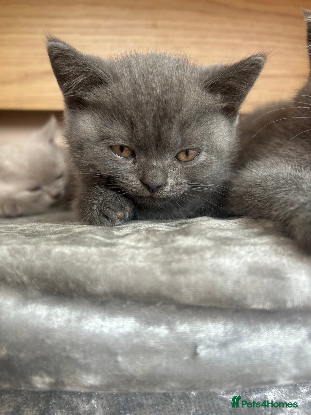 British Shorthair cats for sale: 5 British Shorthair kittens for sale - Image 21