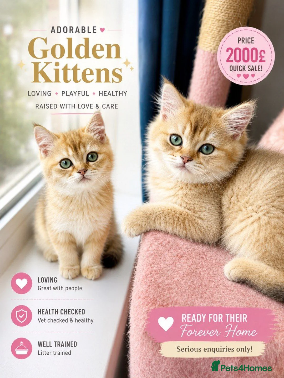 British Longhair cats for sale: British Shorthair &Longhair Golden Shaded (NY11) - Advert 2
