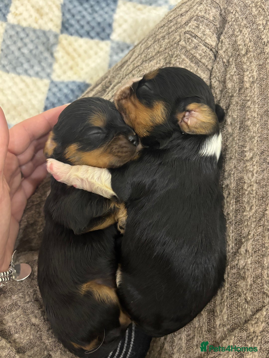 Cavalier King Charles Spaniel dogs for sale: Two beautiful kc boys  - Advert 25