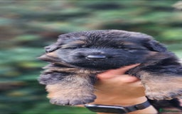 German Shepherd dogs for sale: BOTH PARENTS ARE ALL DNA TESTS CLEAR  - Image 4