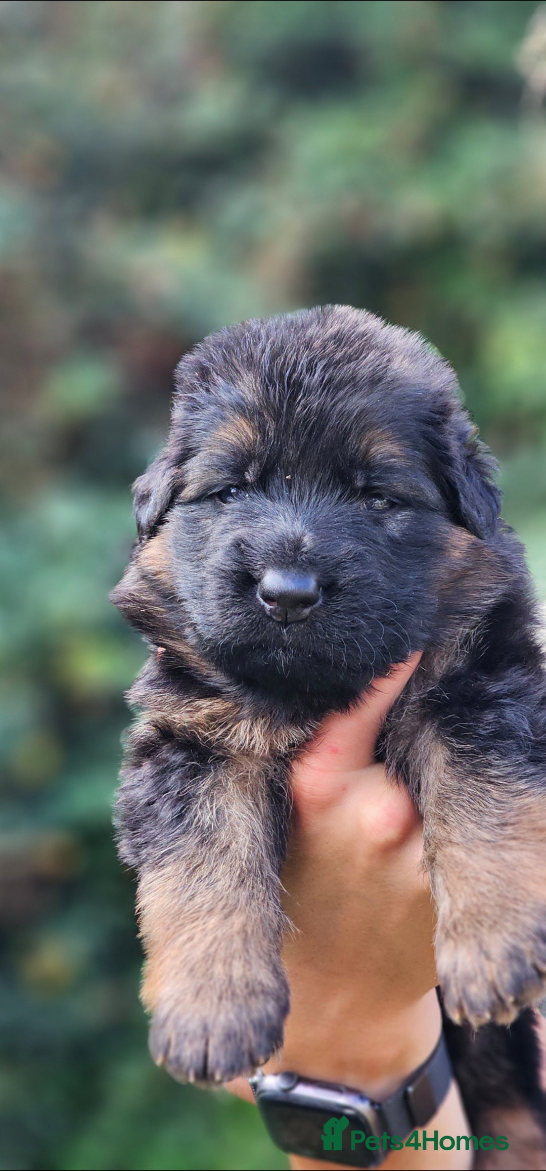 German Shepherd dogs for sale: BOTH PARENTS ARE ALL DNA TESTS CLEAR  - Image 4
