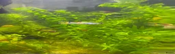 Tetras fish for sale: 6 Male Endler Guppies – Healthy Community Fish in Milton Keynes - Advert 2