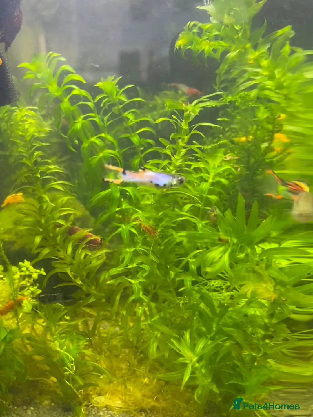 Tetras fish for sale: 6 Male Endler Guppies – Healthy Community Fish in Milton Keynes - Advert 2