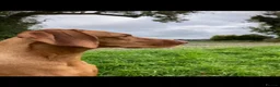 Hungarian Vizsla dogs for sale: Hungarian Vizsla Puppies in Andover - Advert 2
