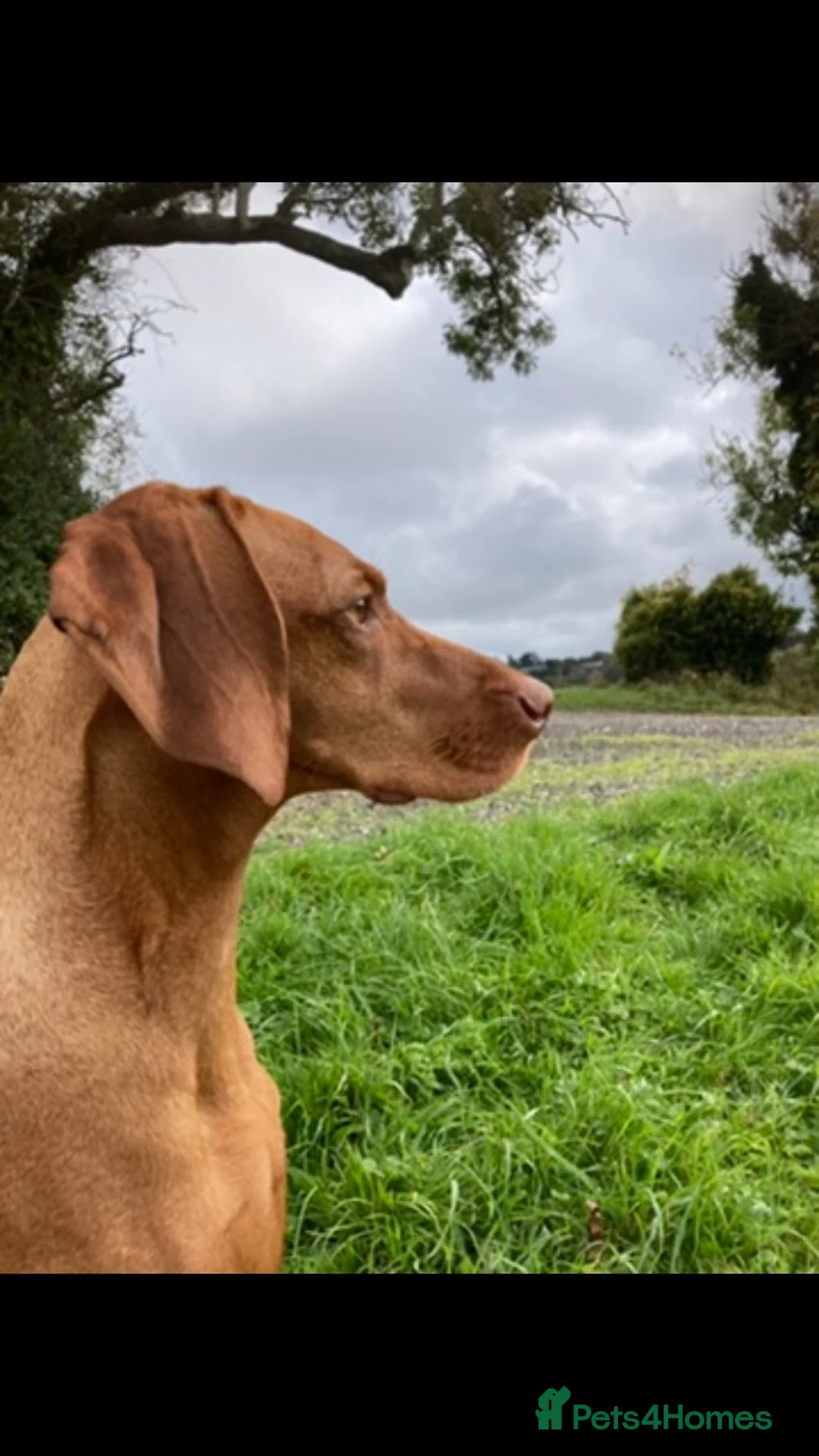 Hungarian Vizsla dogs for sale: Hungarian Vizsla Puppies in Andover - Advert 2