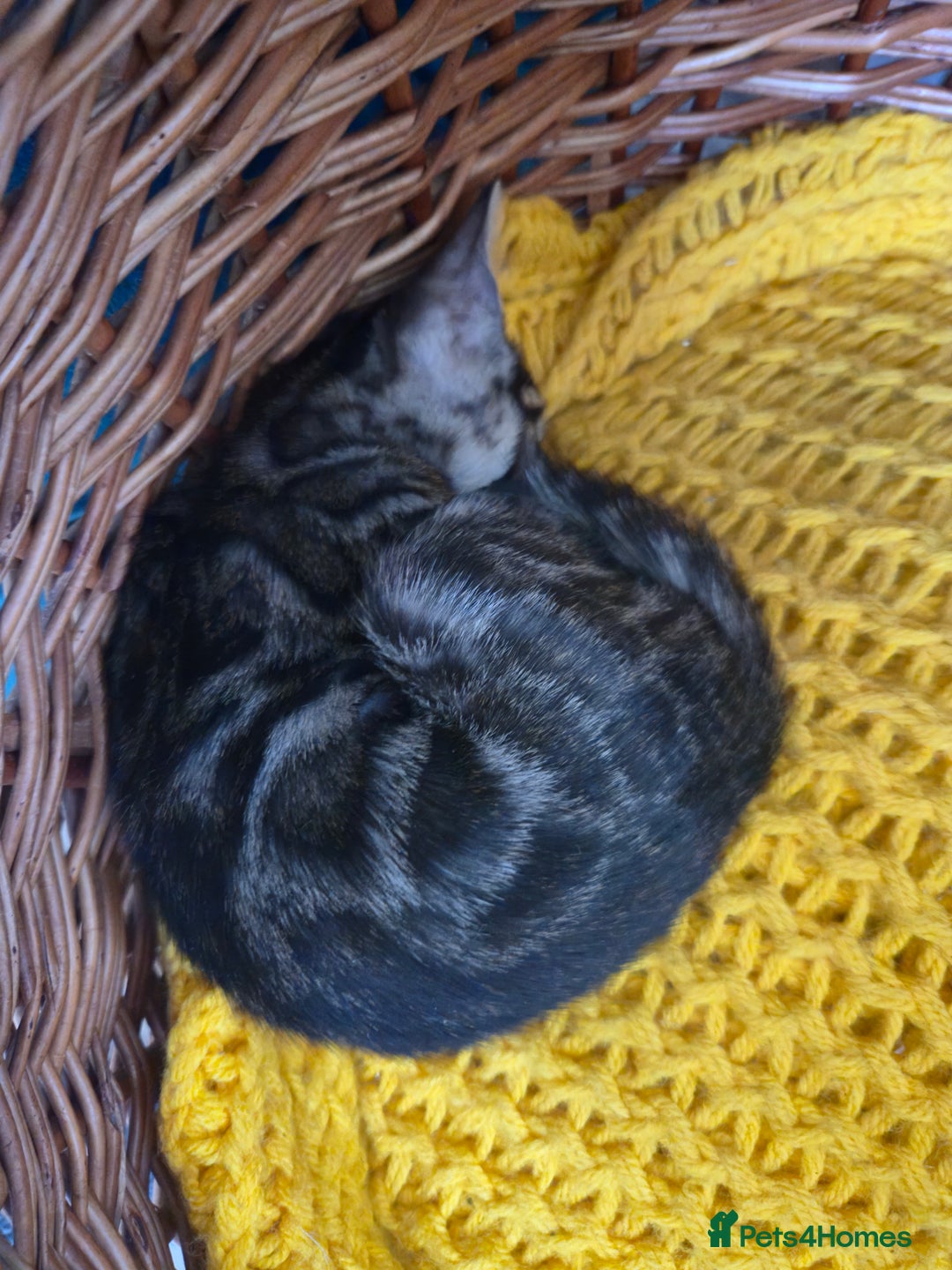 Bengal cats for sale: Bengal kittens for sale £350 - Image 11