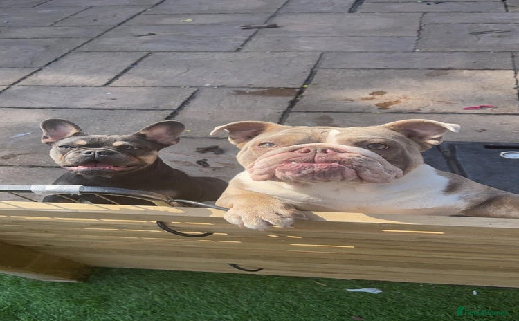 English Bulldog dogs - Advert 2