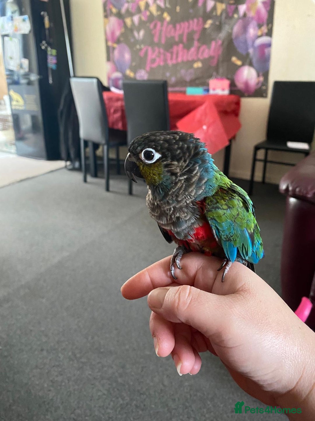 Conures birds for sale: Red Belly Crimson Conure DNA male proven Stud - Image 5