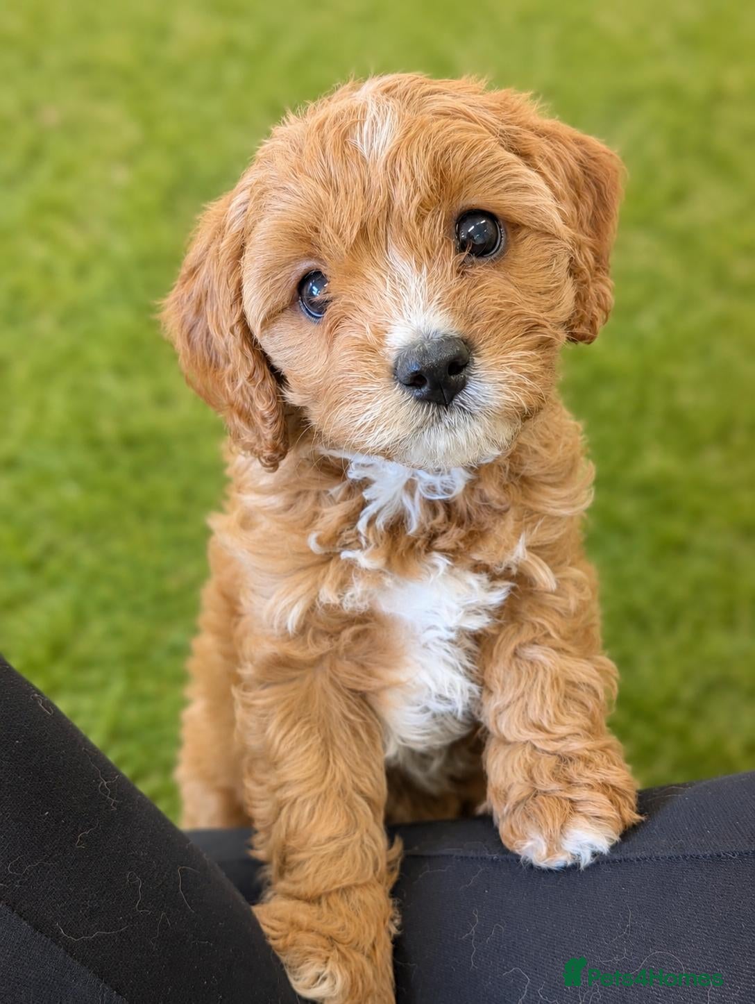 Cavapoo dogs Advanced trained cavapoos  - Advert 1