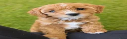 Cavapoo dogs for sale: Advanced trained cavapoos  - Advert 1