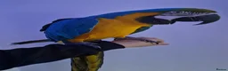 Budgerigars birds for sale: Tame Blue&Gold Macaw - Advert 2