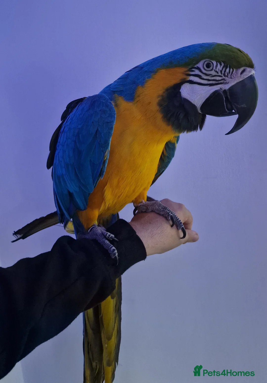 Budgerigars birds for sale: Tame Blue&Gold Macaw - Advert 2