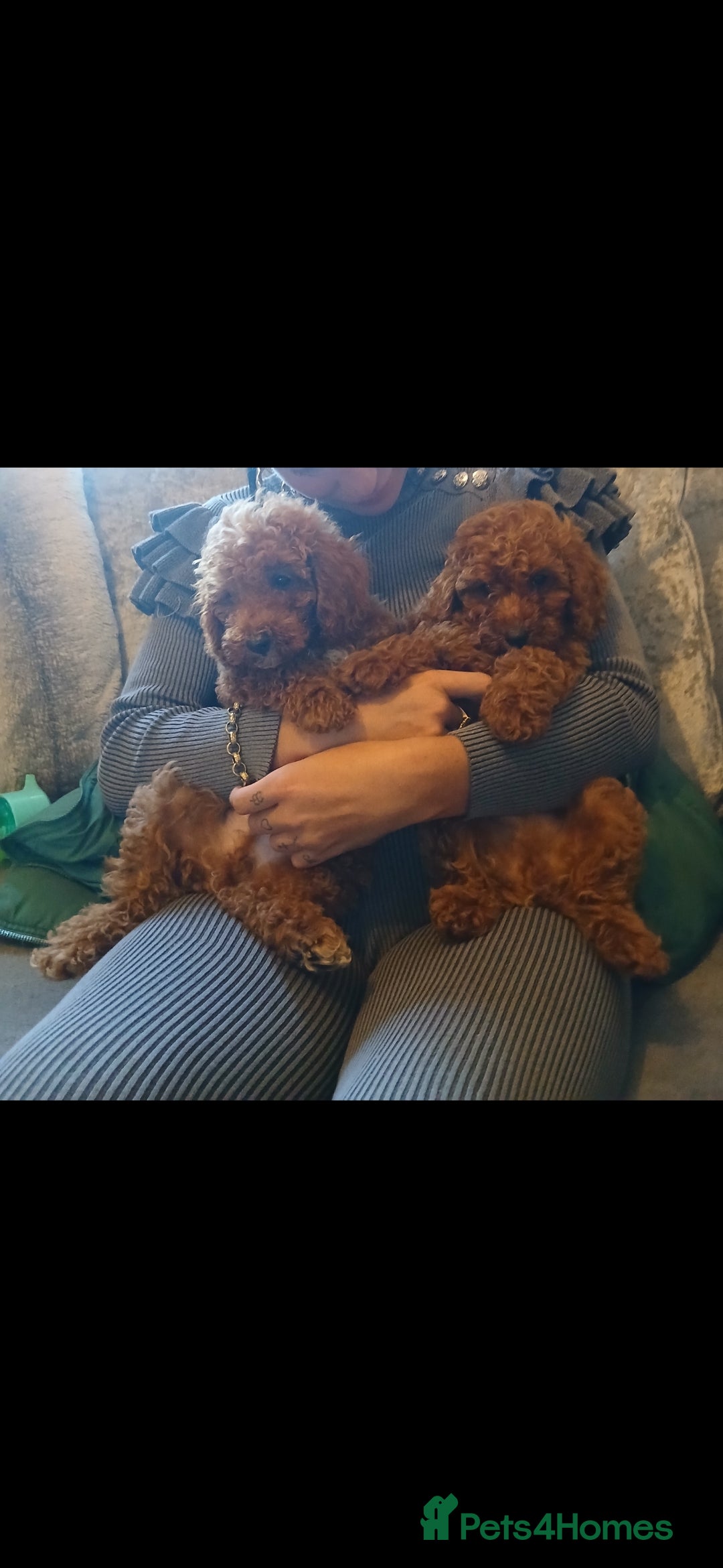 Cavachon dogs for sale: Two boys cavapoochion  - Image 2