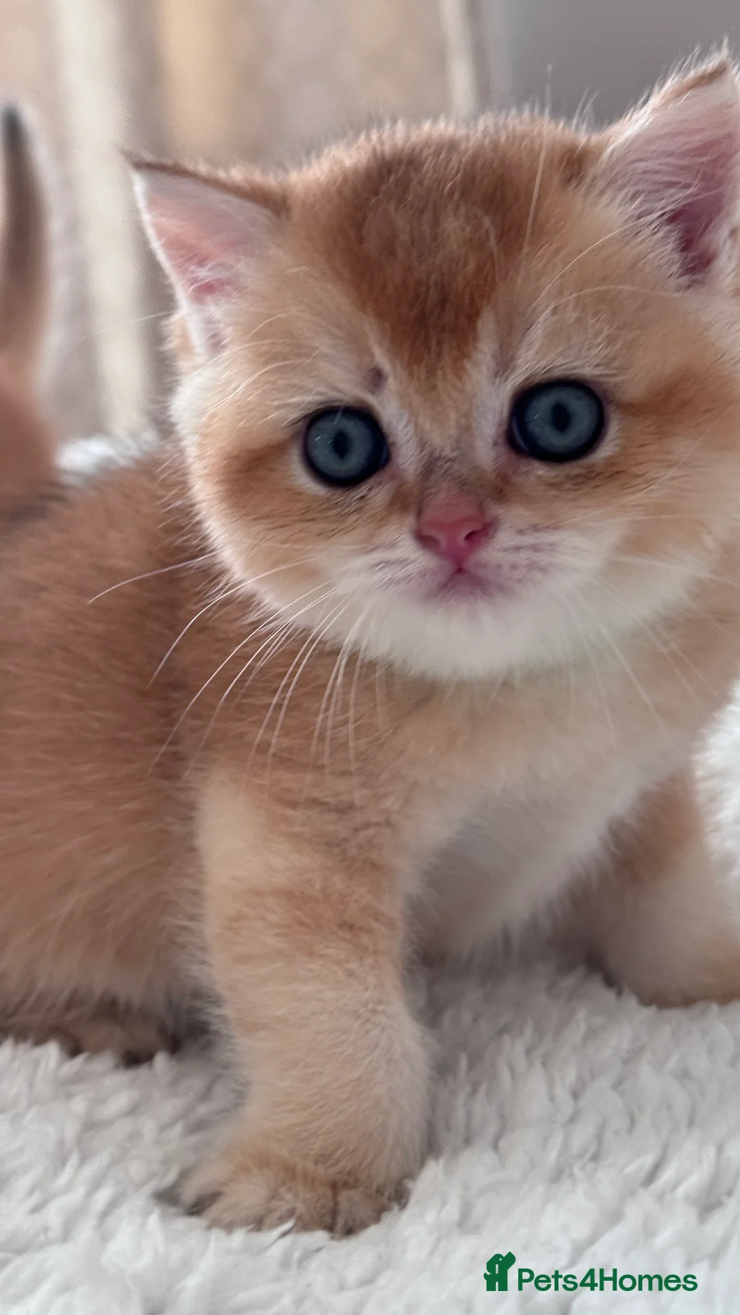 British Shorthair cats for sale: Adorable GCCF BSH BY12 NY12Chocolate Gold kittens  - Advert 2