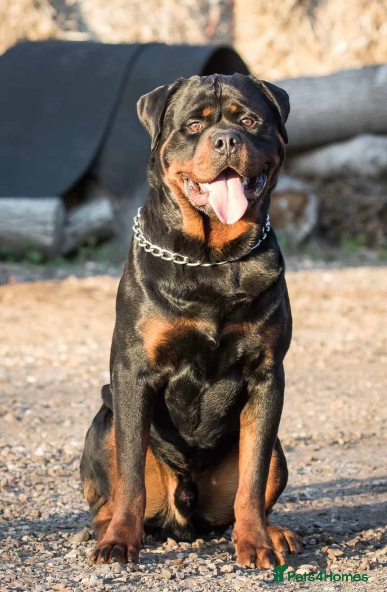 Rottweiler dogs Stunning Boy Available For Stud……. - Advert 6