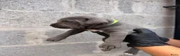 Cane Corso dogs for sale: Pure Cane Corso Puppies - 5⭐ Homes Only - Advert 31