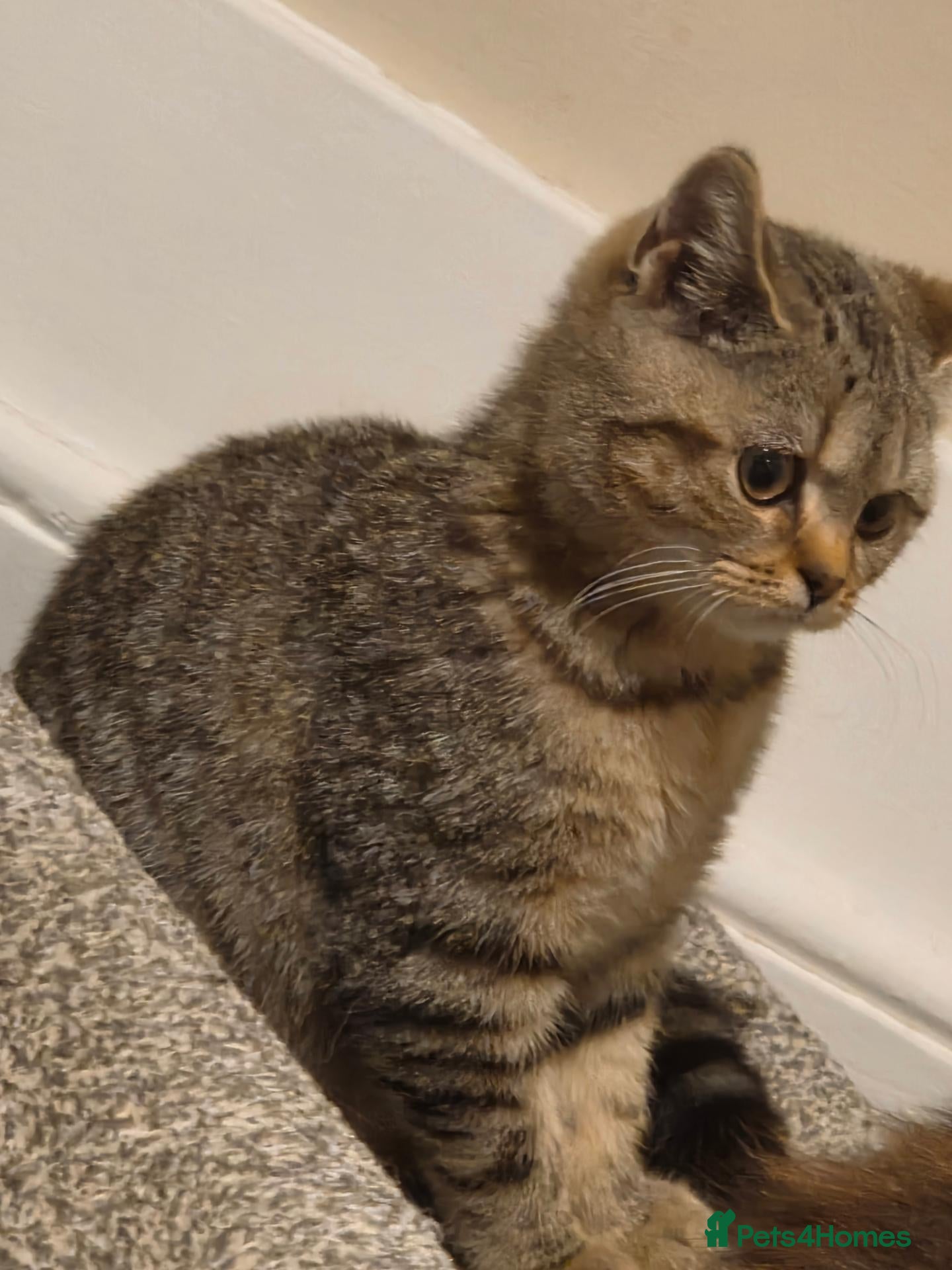 British Shorthair cats for sale: Gorgeous British Shorthair female - Advert 18