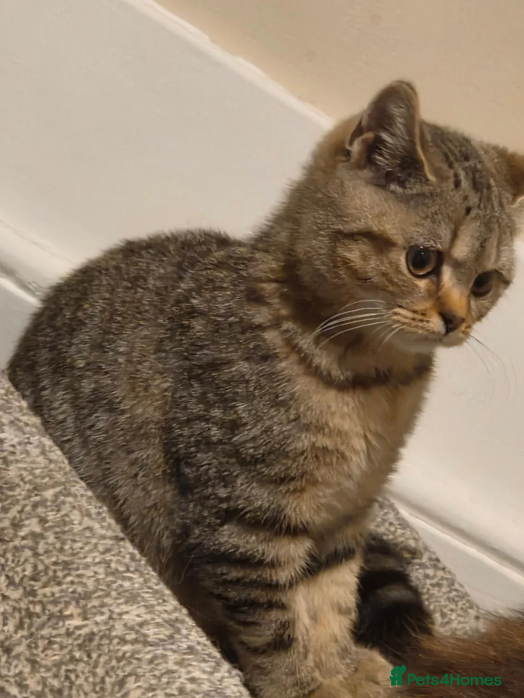 British Shorthair cats for sale: Gorgeous British Shorthair female - Advert 1