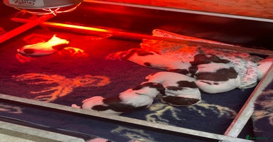 English Springer Spaniel dogs KC registered English Springer Spaniel pups - Advert 2