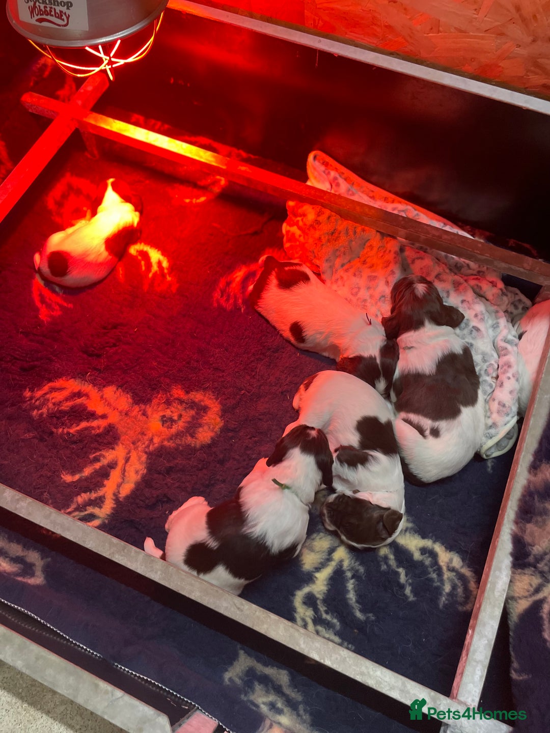 English Springer Spaniel dogs for sale: KC registered English Springer Spaniel pups - Advert 5