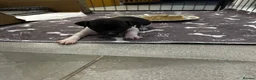 Italian Greyhound dogs for sale: Beautiful Italian greyhounds - Advert 6