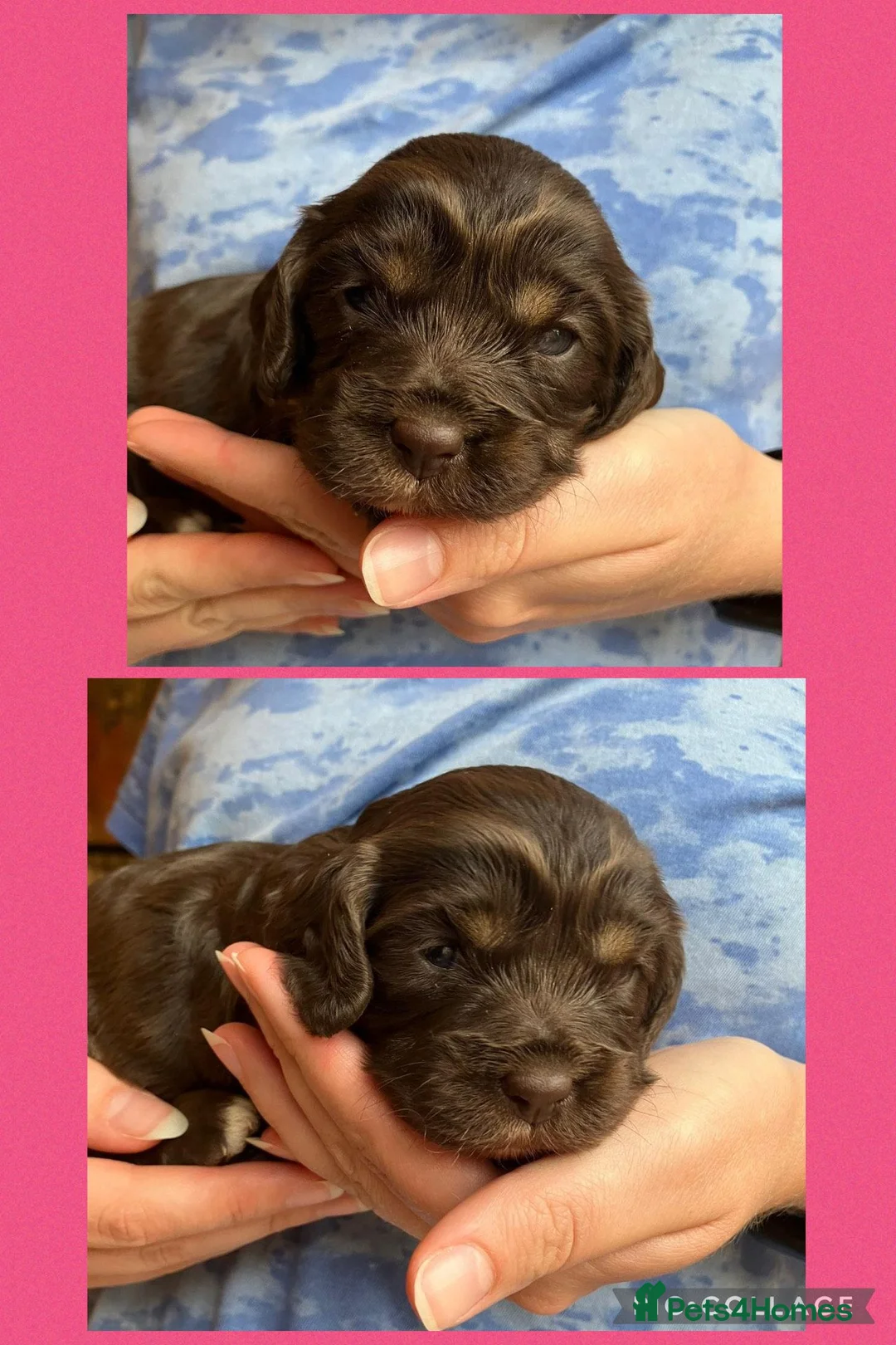 Cavapoo dogs for sale: Extensively health tested Cavapoo puppies for sale in Congleton - Advert 2