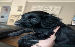 Cockapoo dogs for sale: F2 cockapoo puppies - Image 15