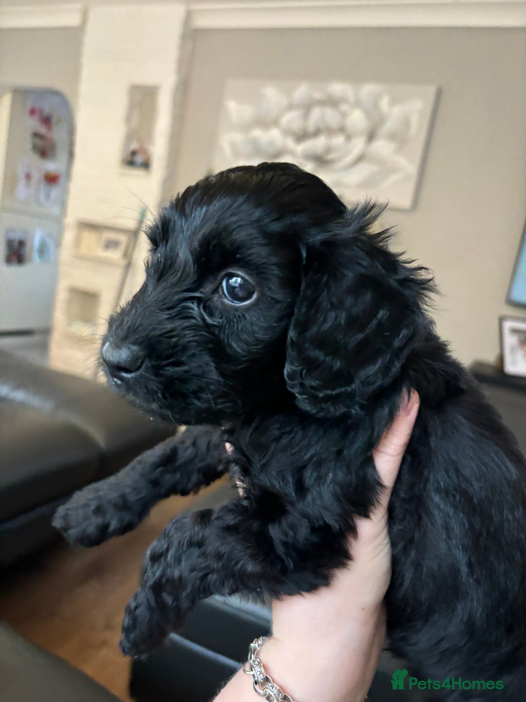 Cockapoo dogs for sale: F2 cockapoo puppies - Image 15