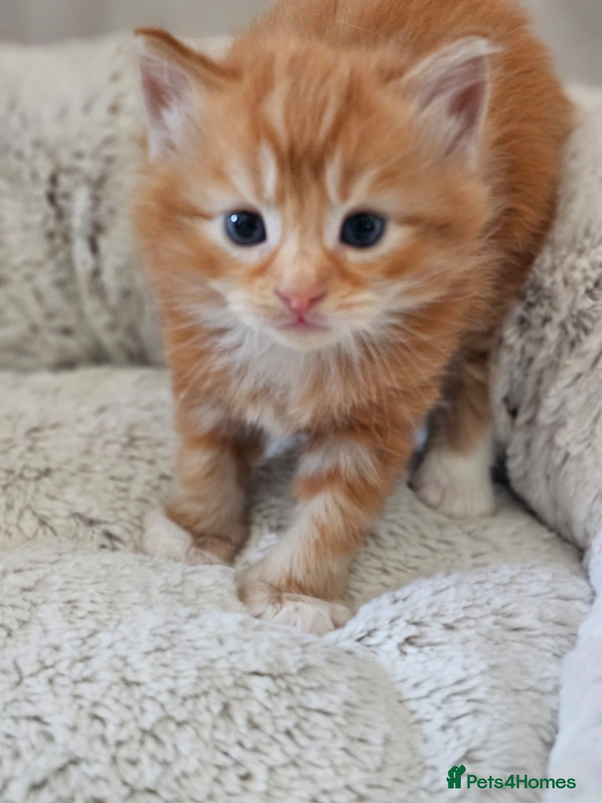 Mixed Breed cats Beautiful Ragdoll Cross Kittens - Advert 2
